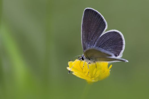 The Small Blue (Cupido minimus)