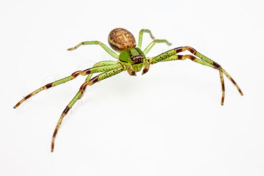 The Green Crab Spider, Diaea dorsata