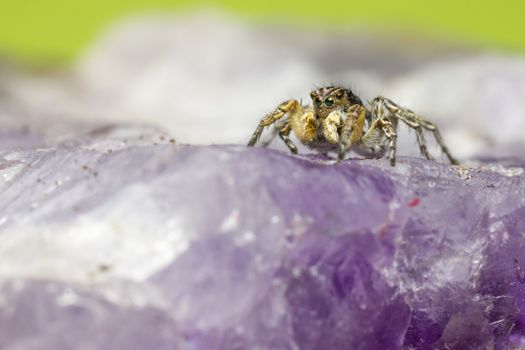 The Zebra Spider,Salticus scenicus