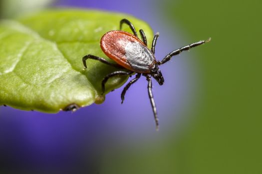 The castor bean tick, (Ixodes ricinus)