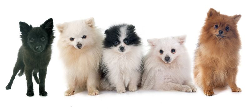 group of spitz in front of white background