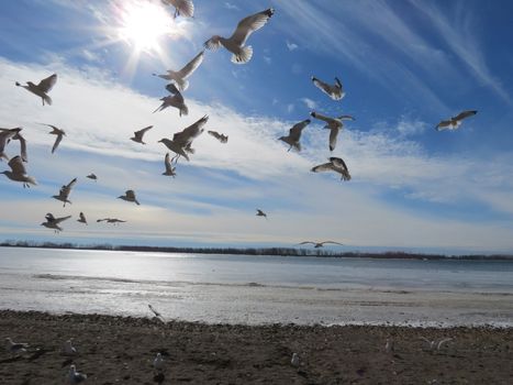 Flying Gulls