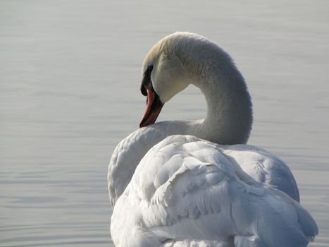 swan close up preening