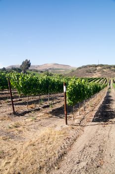California vineyards in Summer