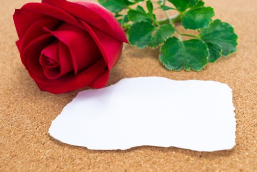 Single red rose with paper that was burnt at the edges, on corkboard, space for text