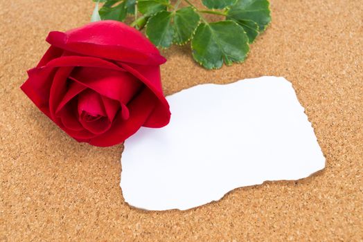 Single red rose with paper that was burnt at the edges,on corkboard, space for text