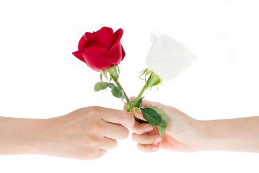 2 hand exchange flowers to each other, hand give a red rose to the one give white rose to