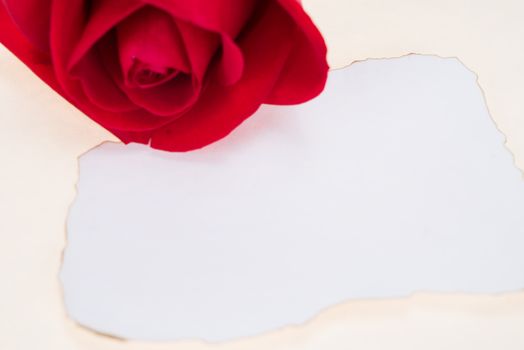 Single red rose with paper that was burnt at the edges, space for text