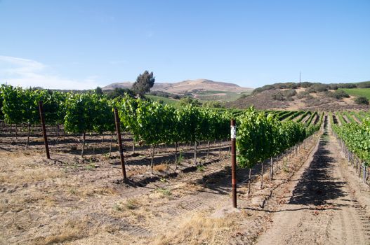Vineyards in the soft rolling hills of Caliornia