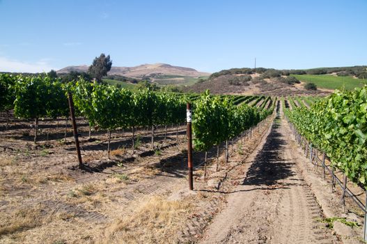Summer in California Vineyards