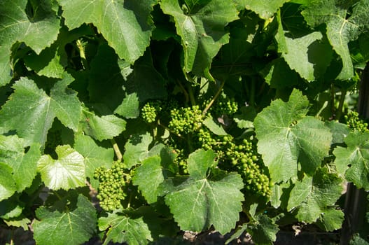 Vine leaves and young grapes in California