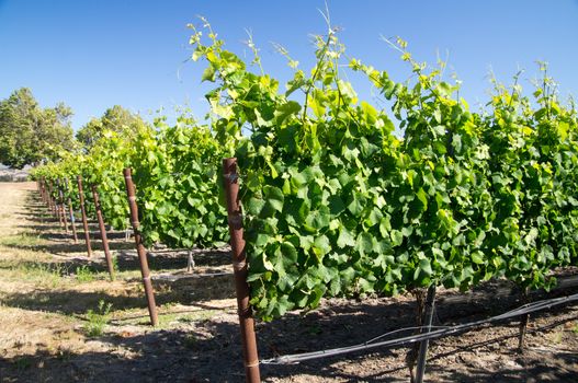 Young California grapes on vine