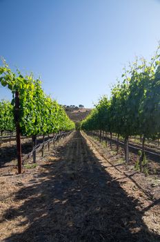 California grapevines in Summer