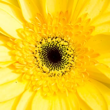 close-up of sunflower.