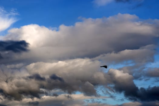 single bird flying in the beautiful cloudy blue sky in Ireland