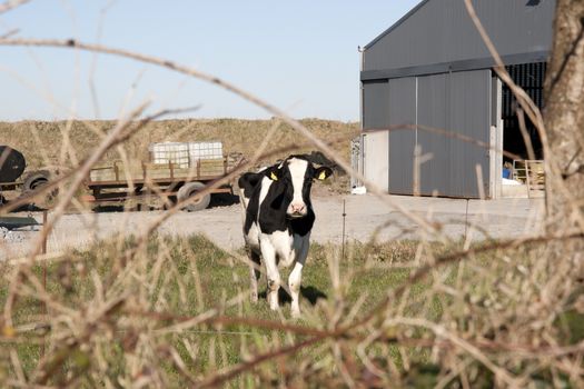 single cow in front of farm sheds in its yard