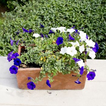 spring daisy flower in a flower pot