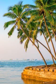 lush coconut palms on the shore of the Indian Ocean