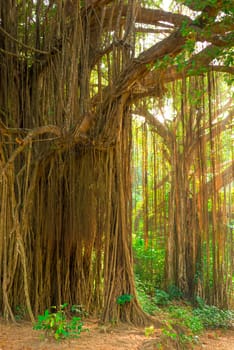 large old trees overgrown with lianas