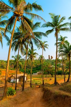 grove with tall coconut trees in India
