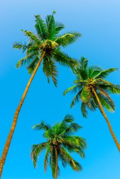 three green coconut palms with nuts on a background of sky