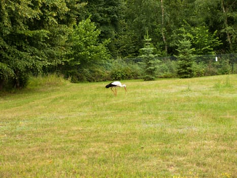 The  stork looking for food in the meadow.