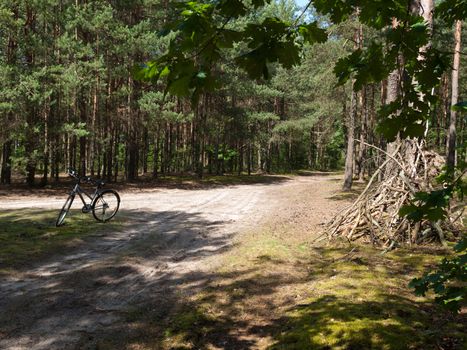 Forest landscape. Country road path with green spruce trees.