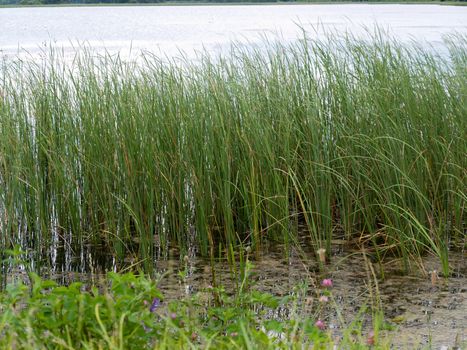 Beauty landscape with lake in summer day