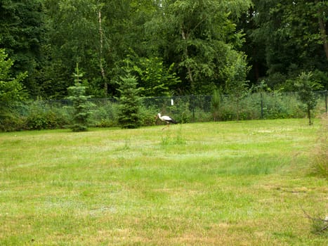 The  stork looking for food in the meadow.