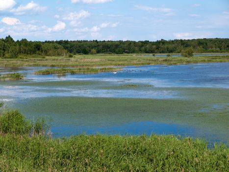 Beauty landscape with lake in summer day