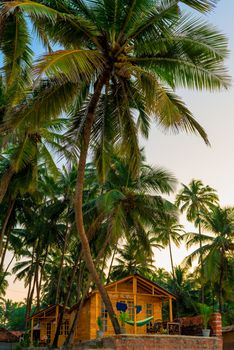 wooden bungalow among tropical coconut palms