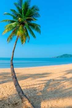 Vertical shot curved coconut palm on the sea background