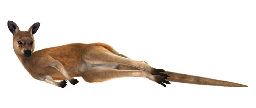 3D digital render of a resting red kangaroo isolated on white background