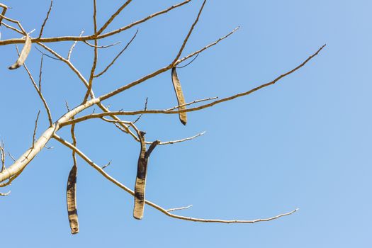 Tree branches without leaves against the blue sky