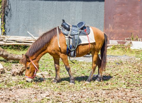 Horse with saddle  eating hay on a field in farm