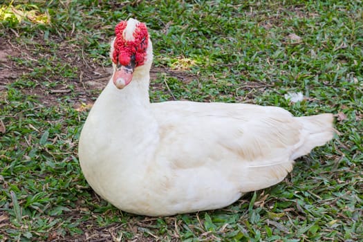 Muscovy duck (Cairina moschata) on the ground with grass