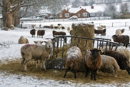 Farming - Livestock feeding in winter snow in North Yorkshire in the United Kingdom
