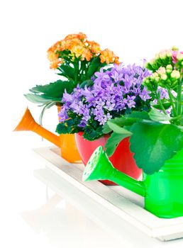 blue campanula and kalanchoe Calandiva flowers, on white background