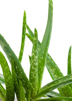 Aloe vera plant isolated on white