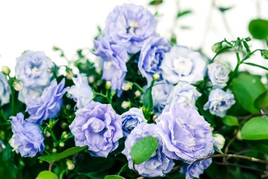 Campanula terry with blue flowers isolated on white background