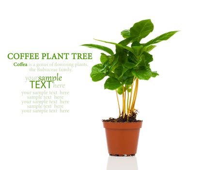 coffee plant tree growing seedling in soil pile isolated on white background