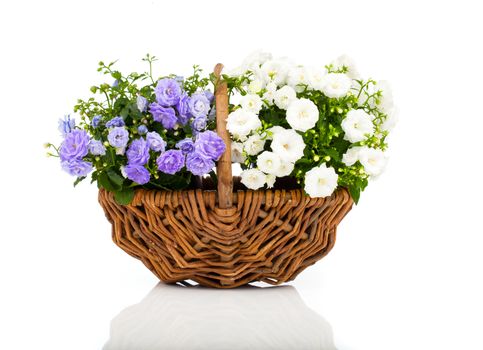 blue and white Campanula terry flowers in the wicker basket, isolated on white background