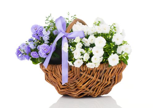 blue and white Campanula terry flowers in the wicker basket, isolated on white background