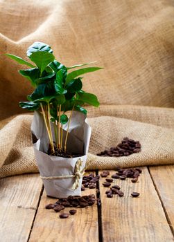 coffee plant tree in paper packaging on sackcloth, wooden background