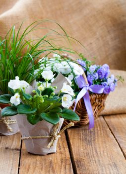 blue and white Campanula terry flowers, and white Saintpaulias flowers in paper packaging, on sackcloth wooden background