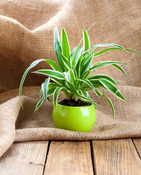 green Chlorophytum  plant in the pot, on sackcloth wooden background. evergreen perennial flowering plants in the family Asparagaceae, subfamily Agavoideae, native to the tropical and subtropical regions of Africa and Asia.