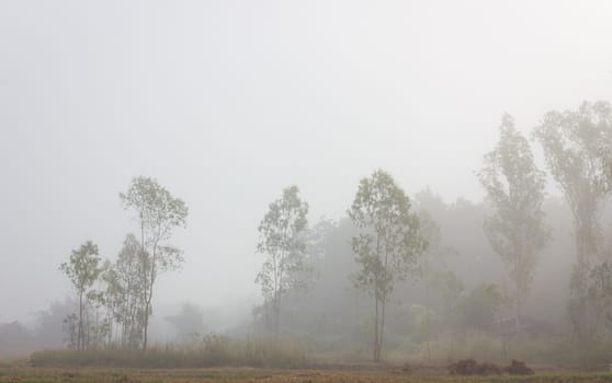 trees in the rice field on a misty winter morning, thailand