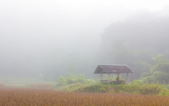hut in the rice field on a misty winter morning, thailand.