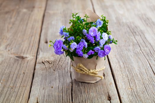 blue Campanula terry flowers in paper packaging, on wooden background