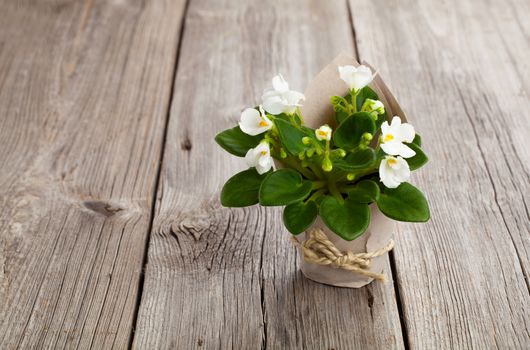 white Saintpaulias flowers in paper packaging, on wooden background